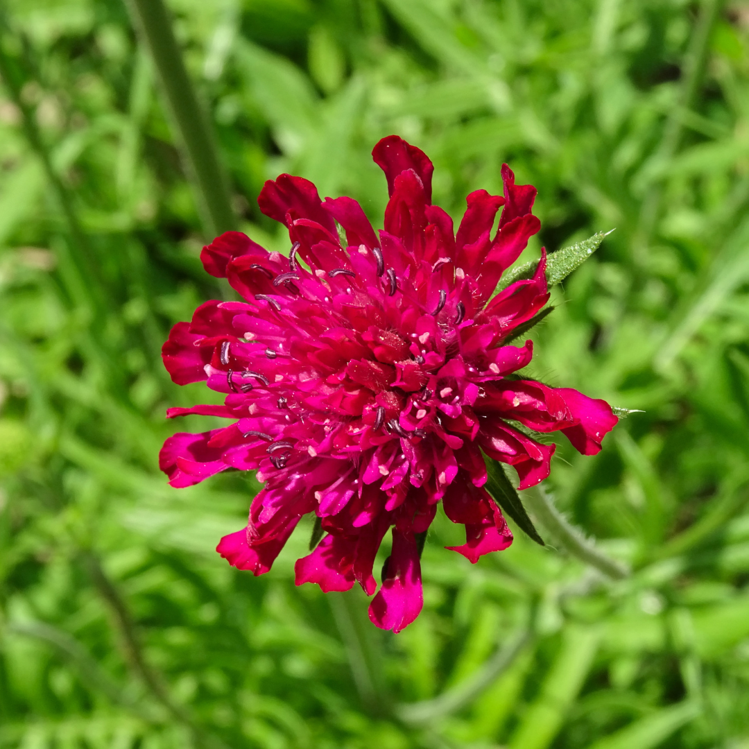 6x Knautia macedonica - ↕10-25cm - Ø9cm