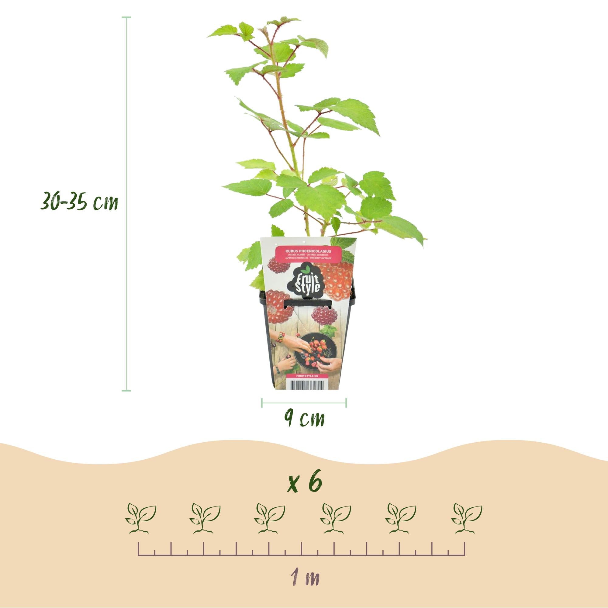 Japanse Wijnbes - Rubus Phoenicolasius - Winterhard - 6 Planten - Pot 9 cm - Rode Bes