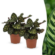 Calathea Makoyana - Pauwenplant - 2x - Pot 12cm - Hoogte 25cm