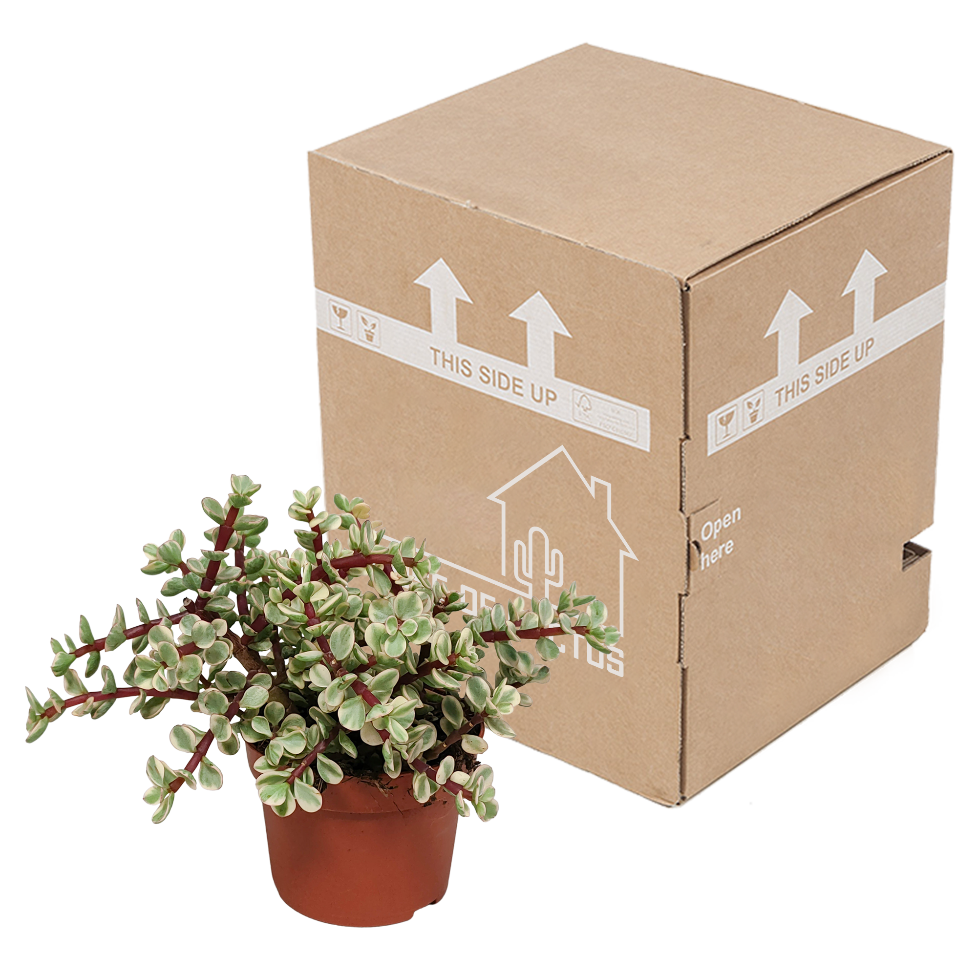 Portulacaria afra Variegata 10.5cm - without pot