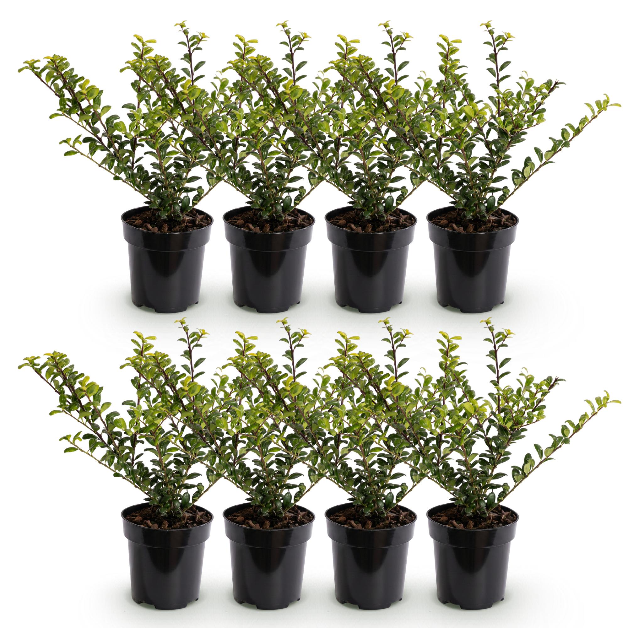 Ilex crenata Golden Gem - Japanse Hulst 8x - Haagplanten - Groenblijvend - Geel - Pot 9cm - Hoogte 20-30cm