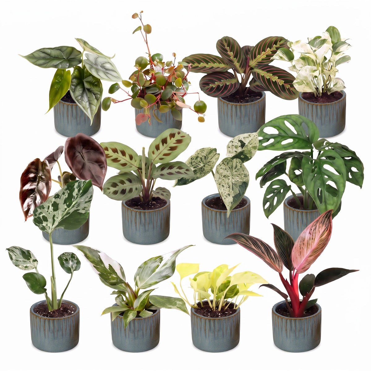 Baby Plants Surprise Box 12x - Verrassingsbox kleine planten - Diversen - Tropisch - incl. Linnea Misty Blue - Ø6cm - ↕5-15cm