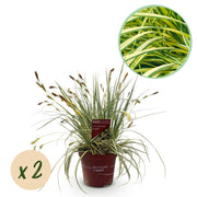 Green boutiQ – Ziergräser – Carex oshimensis Evergold – Gelb & Grün – 2 Pflanzen – Immergrün – Pflegeleicht – Topf 17 cm, Höhe 50 cm