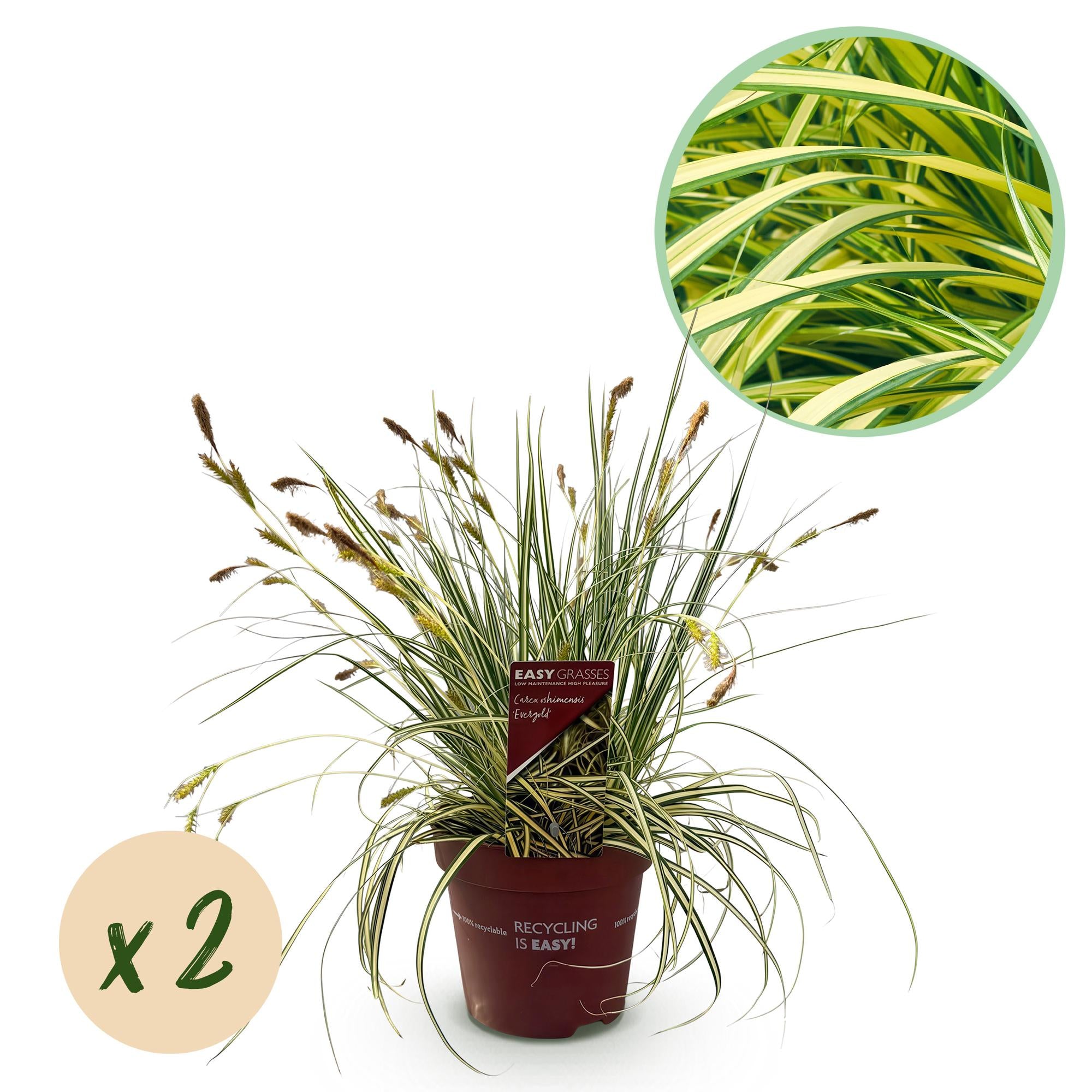 Green boutiQ – Ziergräser – Carex oshimensis Evergold – Gelb & Grün – 2 Pflanzen – Immergrün – Pflegeleicht – Topf 17 cm, Höhe 50 cm