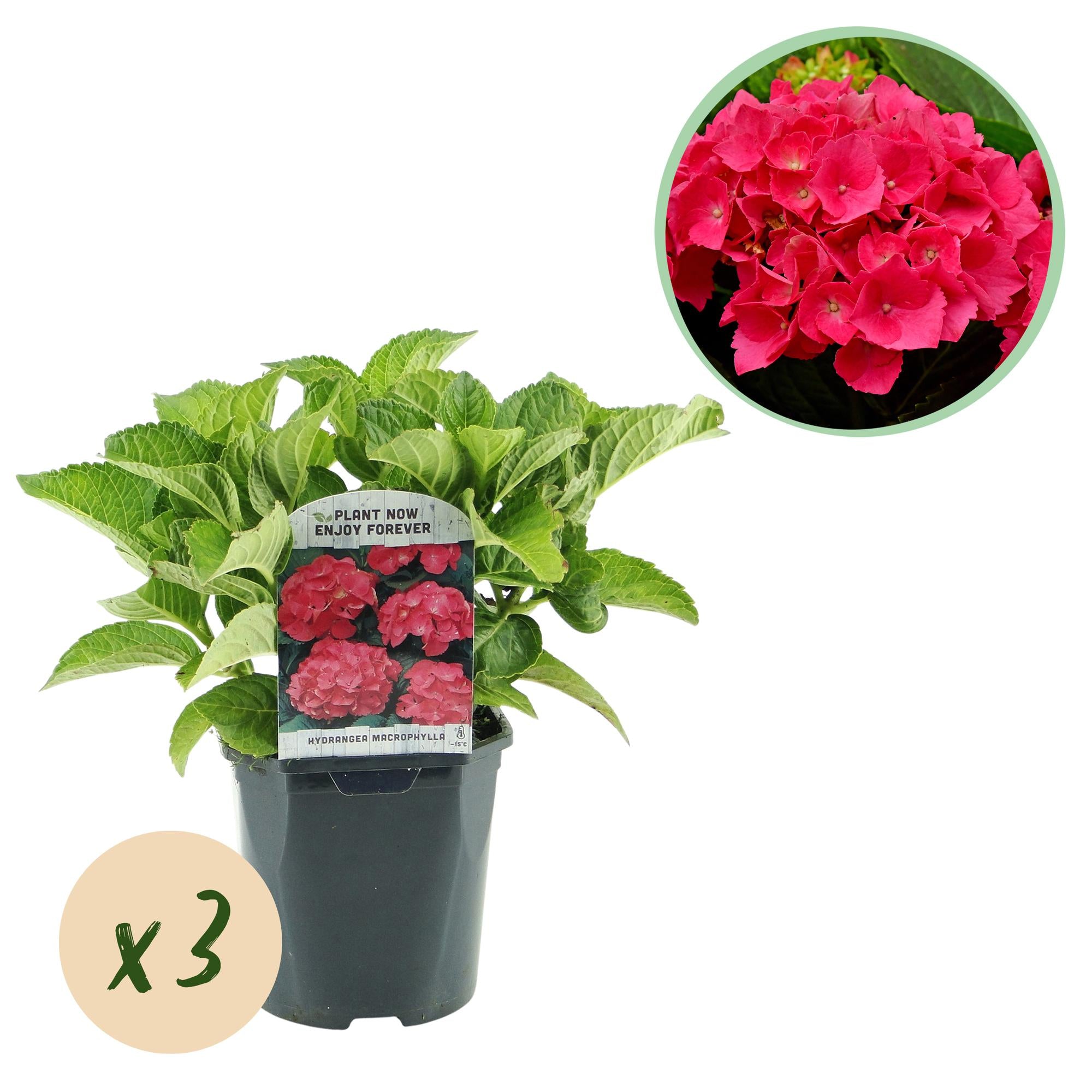 Green boutiQ - Ortensia - Hydrangea macrophylla Red - Fiore rosso - 3 piante - 1 m2 - Decidua - Bassa manutenzione - Vaso 17 cm Altezza 30 cm