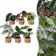 Baby Alocasia Familie 6x- Rood - Groen - Zwart - Zilver - Grijs - Tropisch - incl. Linnea Honey - Ø6cm - ↕12cm