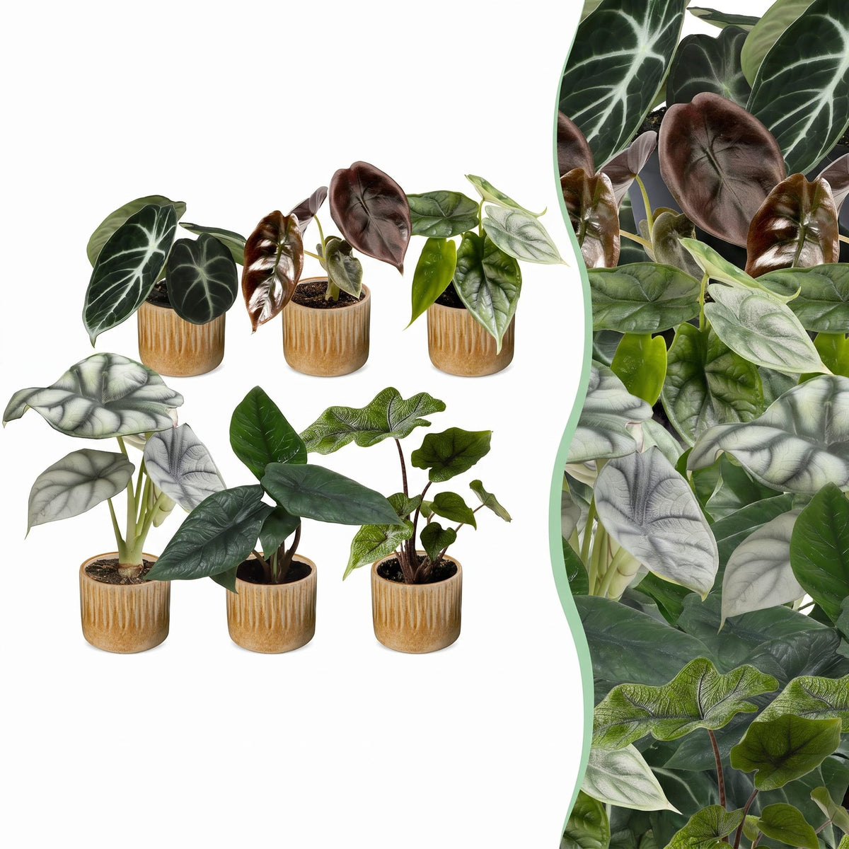 Baby Alocasia Familie 6x- Rood - Groen - Zwart - Zilver - Grijs - Tropisch - incl. Linnea Honey - Ø6cm - ↕12cm