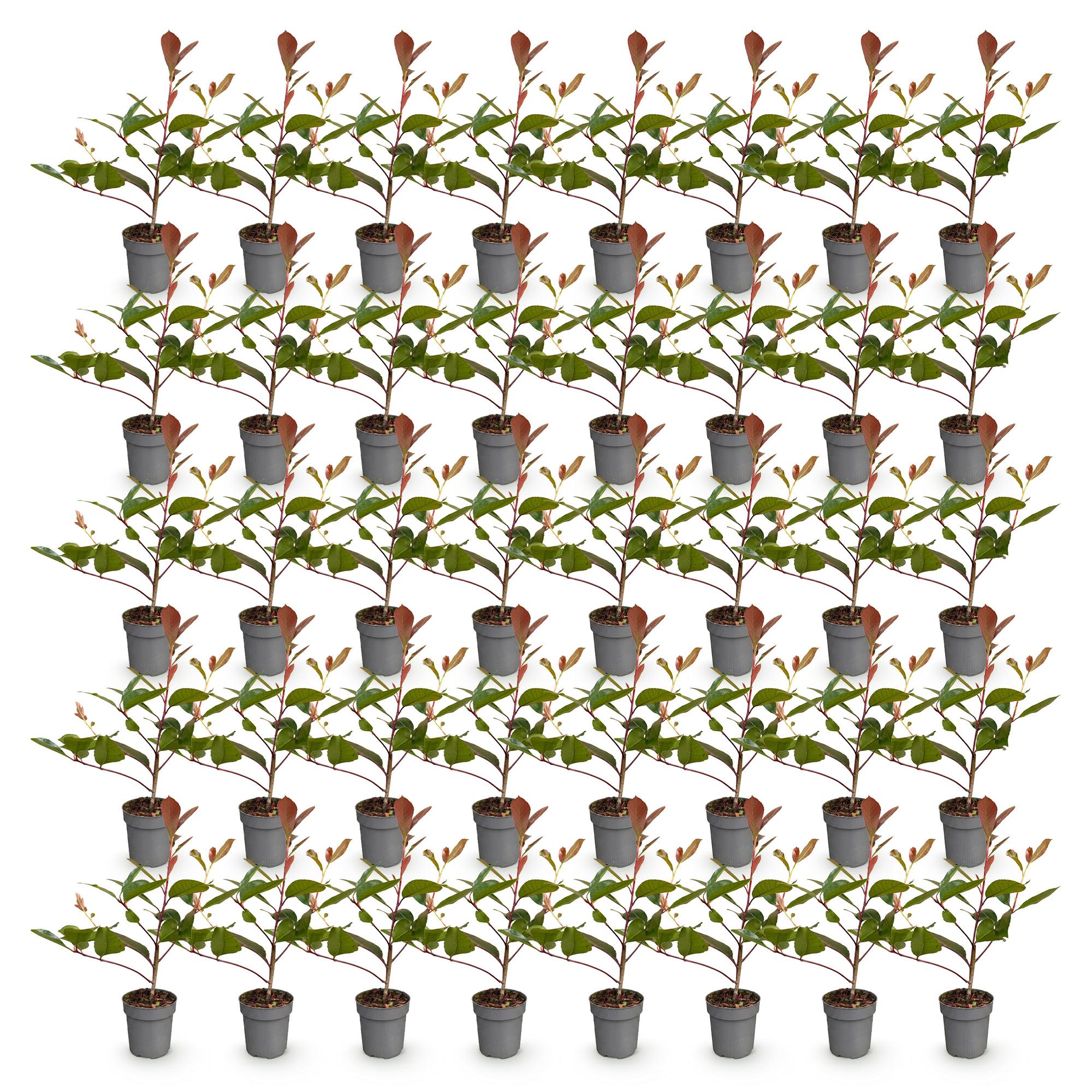 Photinia fraseri Red Robin - Glansmispel - 40x - Haagplanten - Groenblijvend - Rood - Pot 9cm - Hoogte 25-35cm