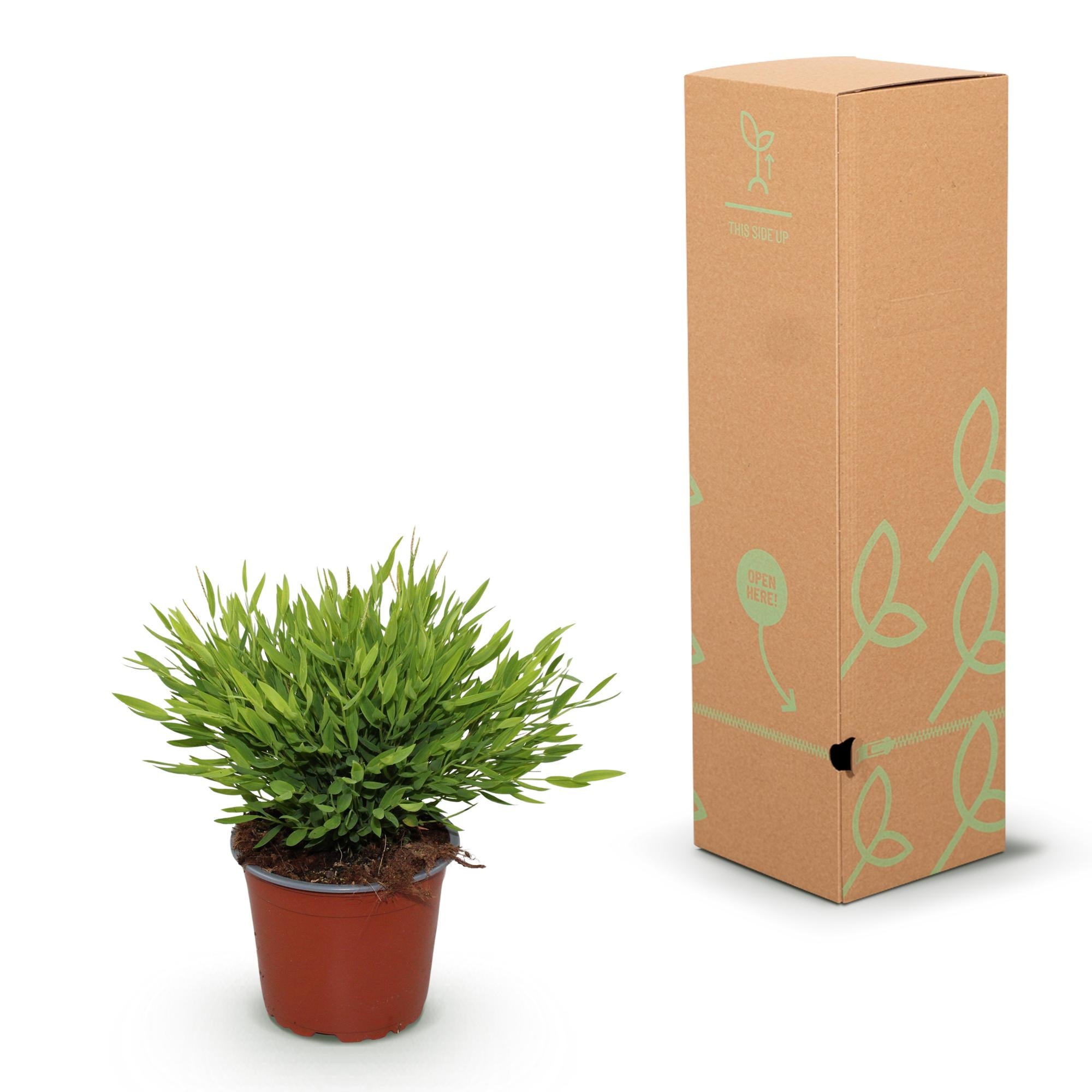 Bamusa Pogonatherum Monica - Kamerbamboe - Huisdiervriendelijk - Groen - 2 Planten - Pot 12cm - Hoogte 30-35cm