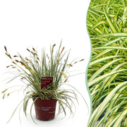 Carex oshimensis Evergold - Geel & Groen - 1 Plant - Groenblijvend - Winterhard - Pot 17cm Hoogte 50cm