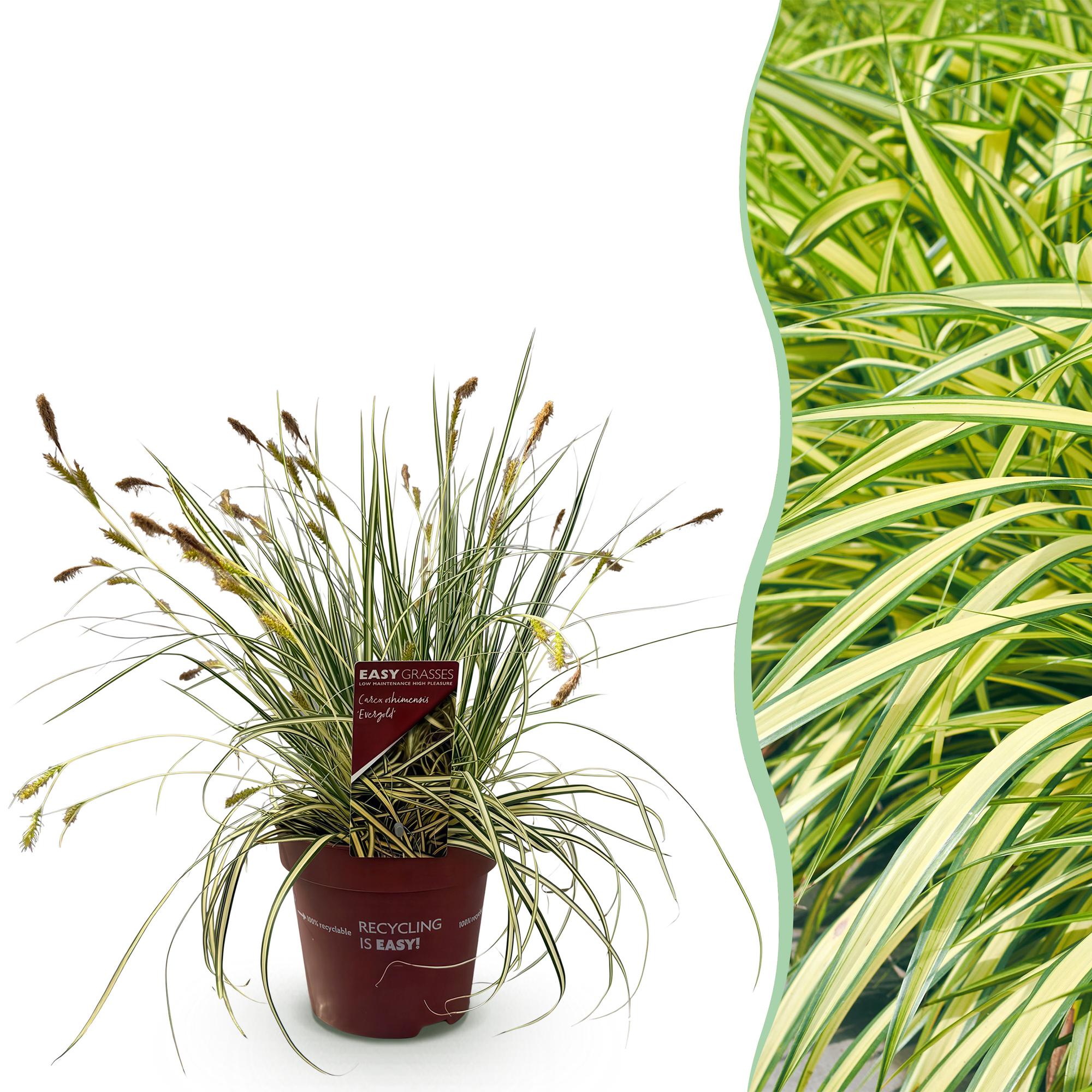 Carex oshimensis Evergold - Geel & Groen - 1 Plant - Groenblijvend - Winterhard - Pot 17cm Hoogte 50cm