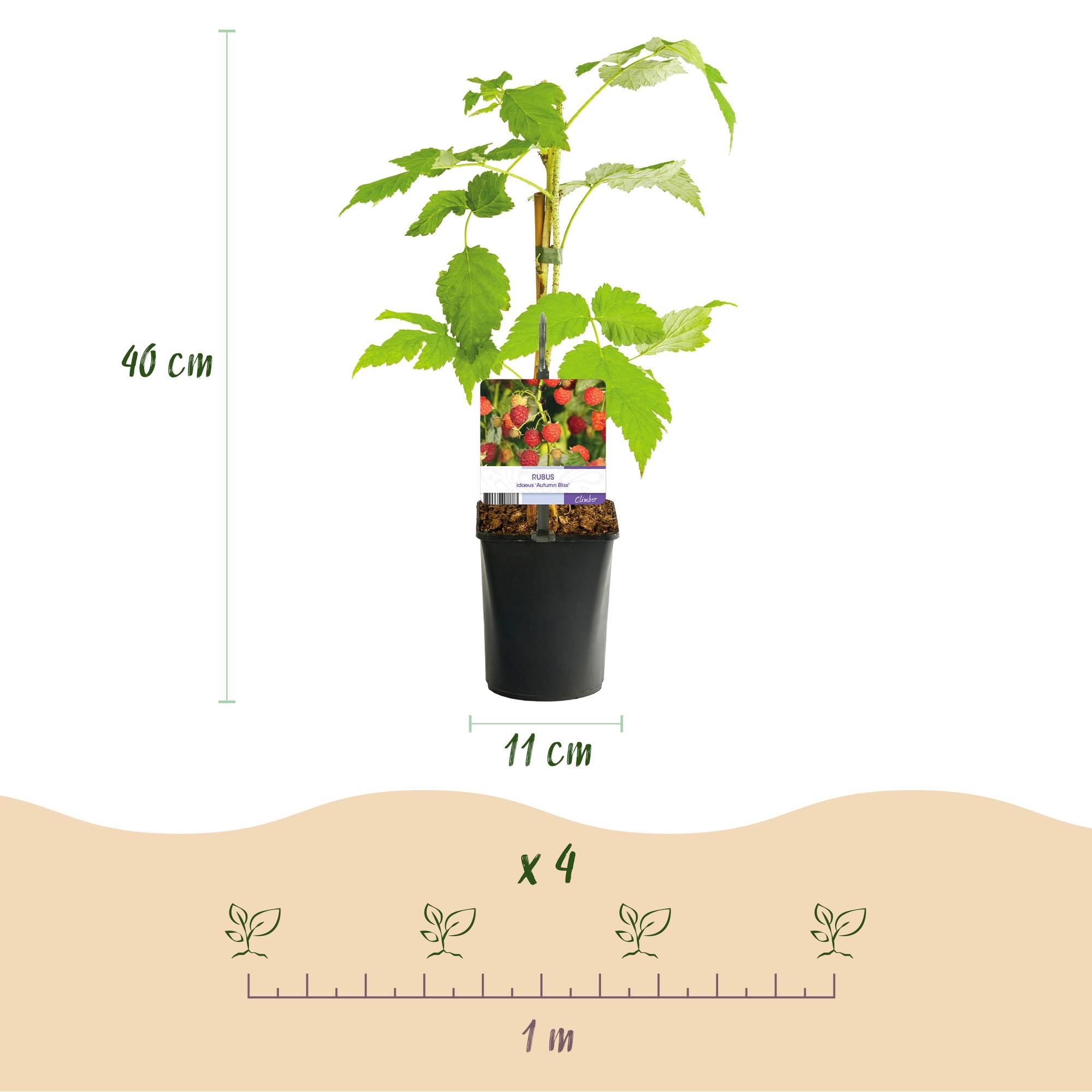 Framboos - Rubus idaeus Autumn Bliss  - Rode Framboos - 2 planten -  Pot 11cm Hoogte 40cm