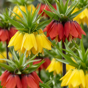 6x Fritillaria Imperialis Mix - Bloembollen - Keizerskroon mix - Diversen - Voorjaarsbloeier - Bolmaat 18/20