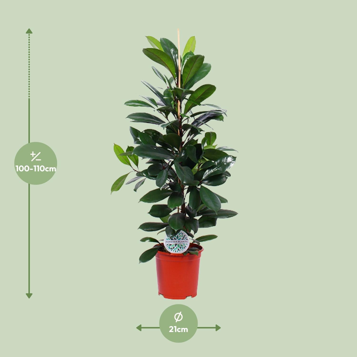 Ficus Cyathistipula – Ø21cm – ↕105cm