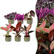 Baby Planten Paradise Mix - Diversen 6x - Tropisch - incl. Linnea Olive - Ø6cm - ↕10-15cm