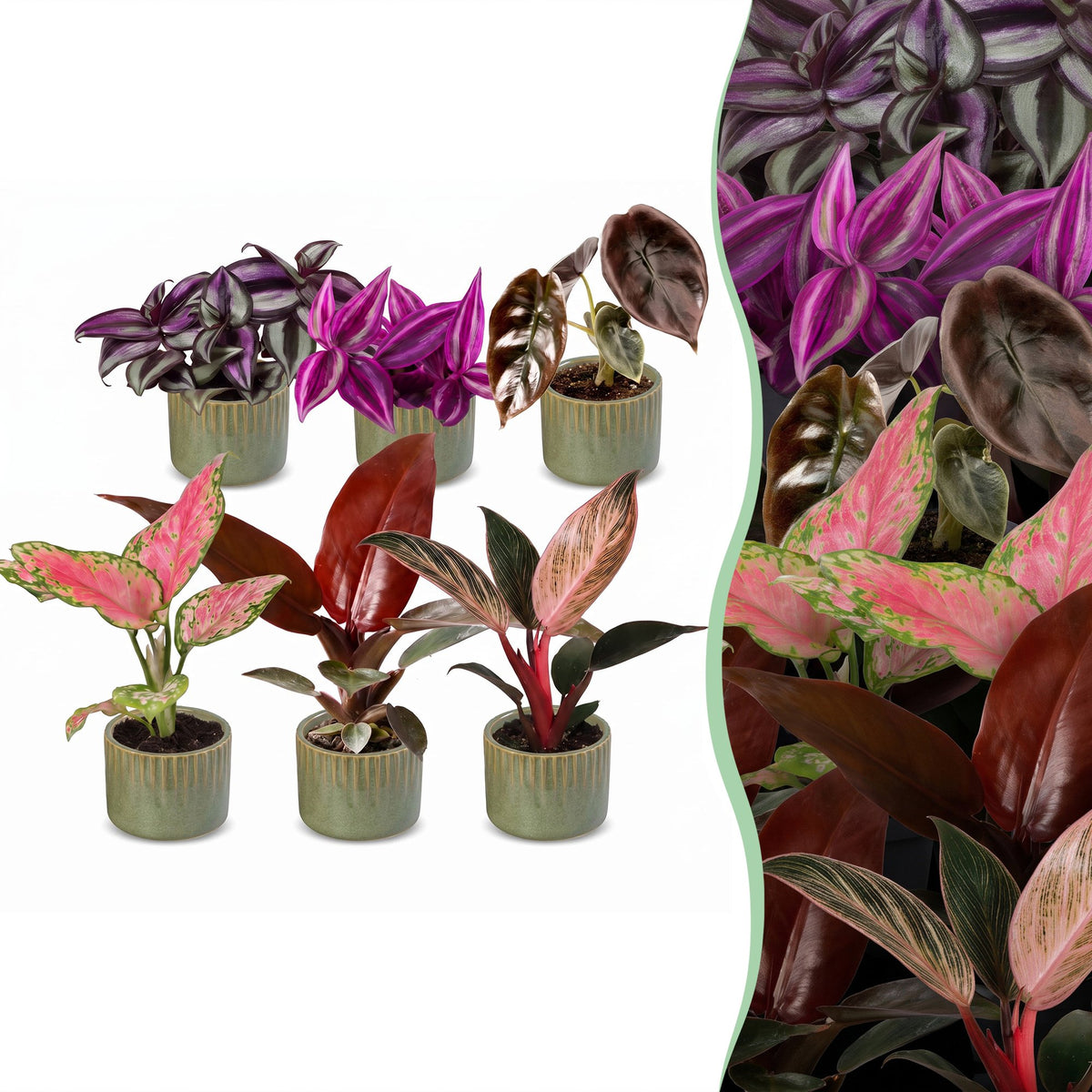 Baby Planten Paradise Mix - Diversen 6x - Tropisch - incl. Linnea Olive - Ø6cm - ↕10-15cm