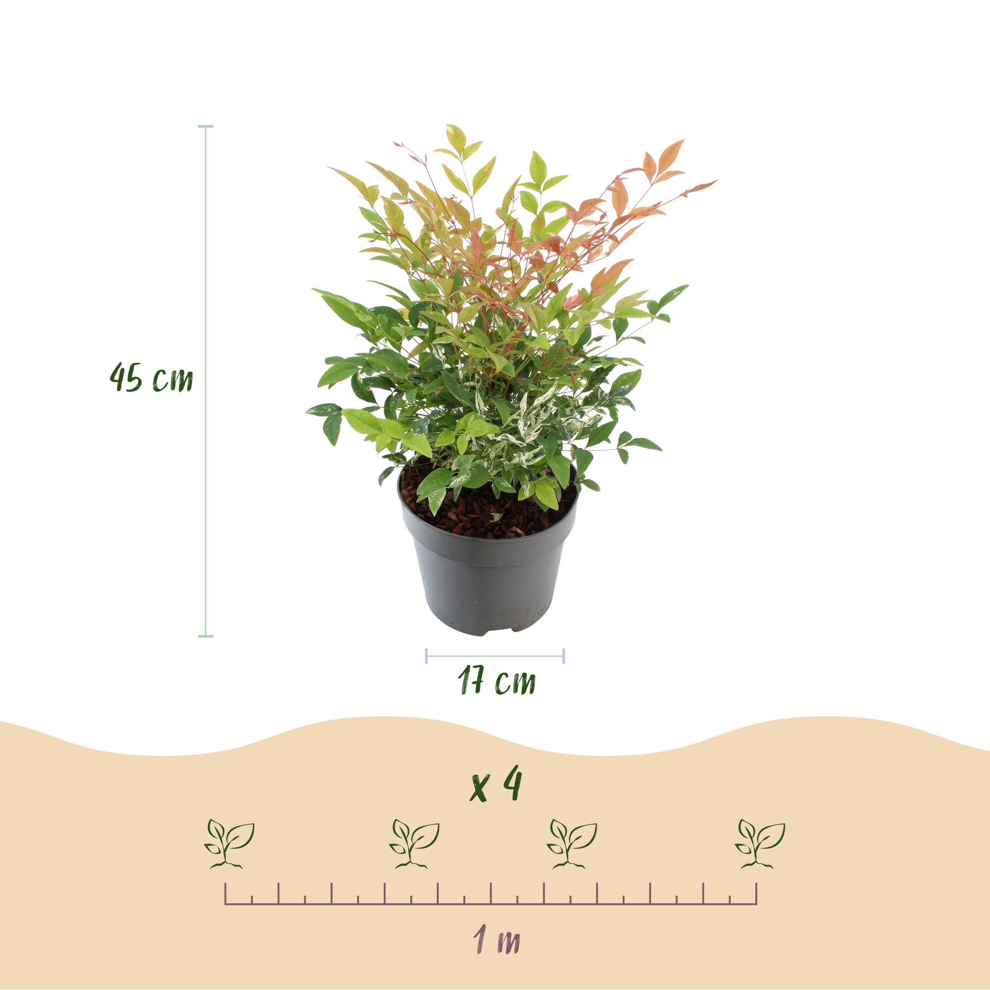 Nandina Twilight - Bont & Roze - 2 Planten - Groenblijvend - Weinig Onderhoud - Pot 17cm Hoogte 45cm