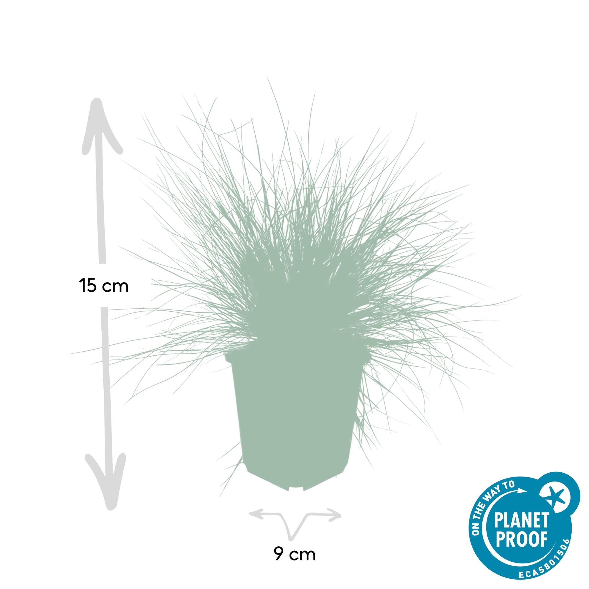24x Festuca glauca 'Elijah Bleu' - ↕10-25cm - Ø9cm