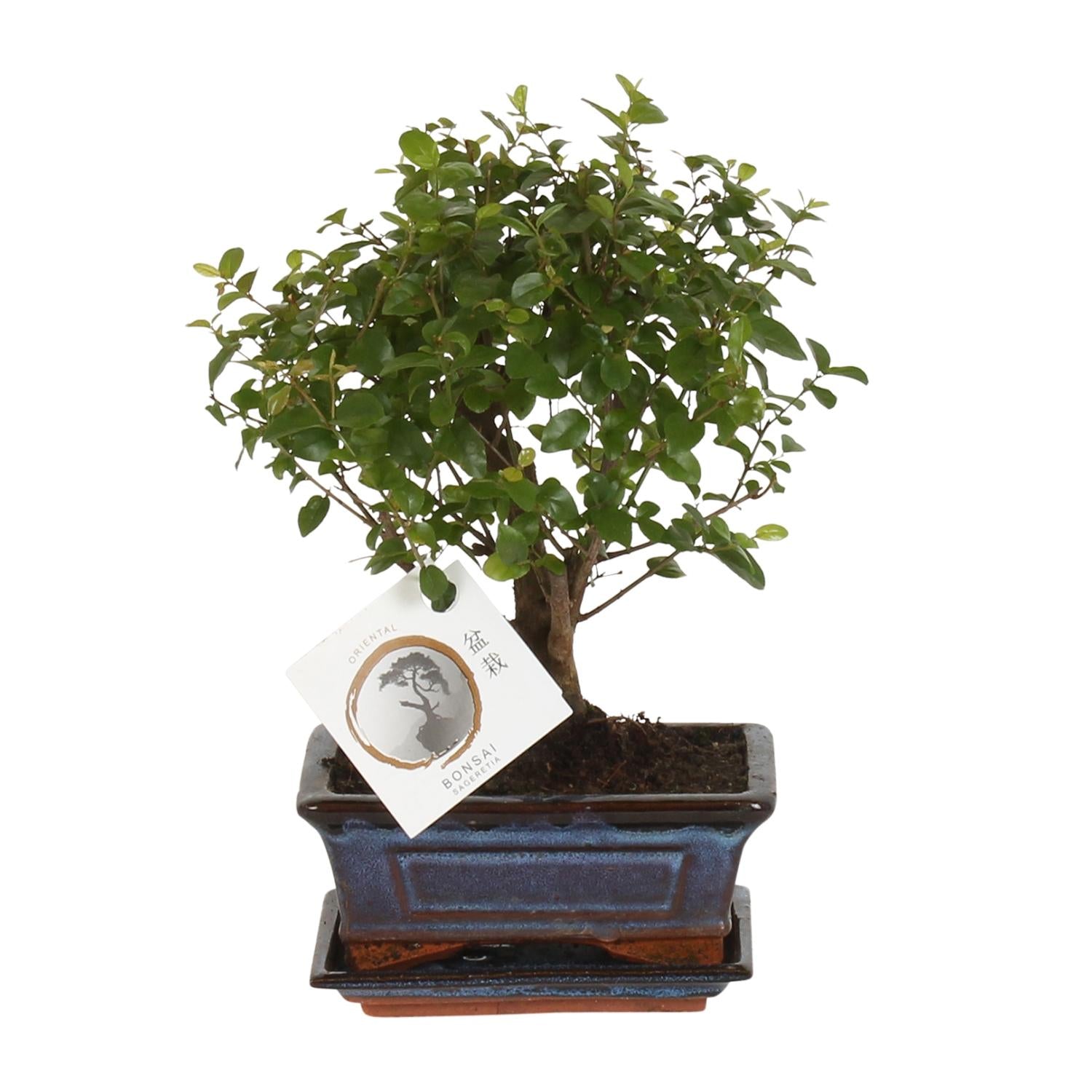 Bonsai 'Sageretia' - Kugelform - Ø15cm - ↕30cm
