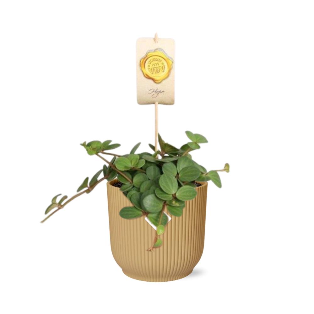 Peperomia 'Hope' in ELHO Vibes Fold 14cm gelb