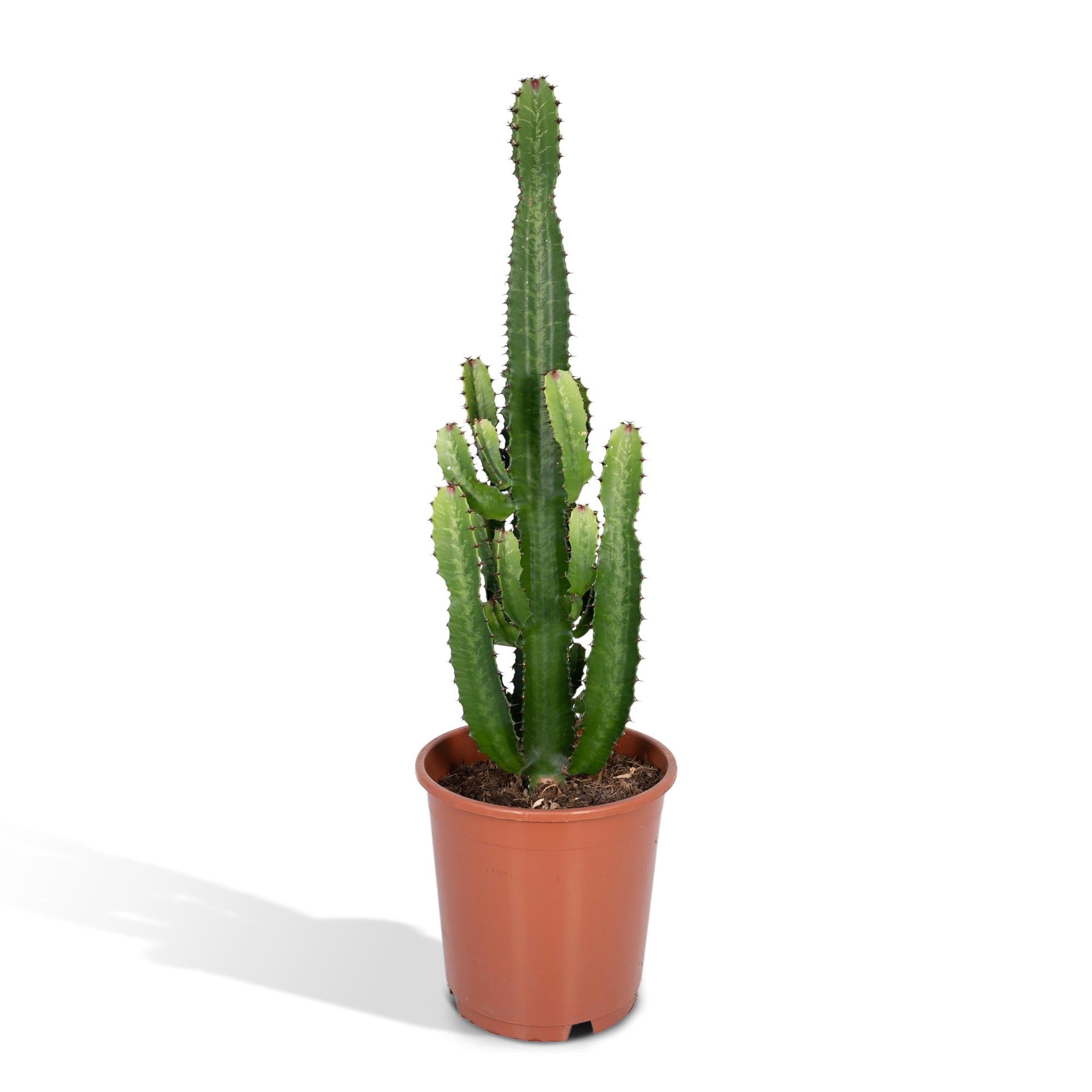 Euphorbia acrurensis - Ø24 cm - ↕60 cm