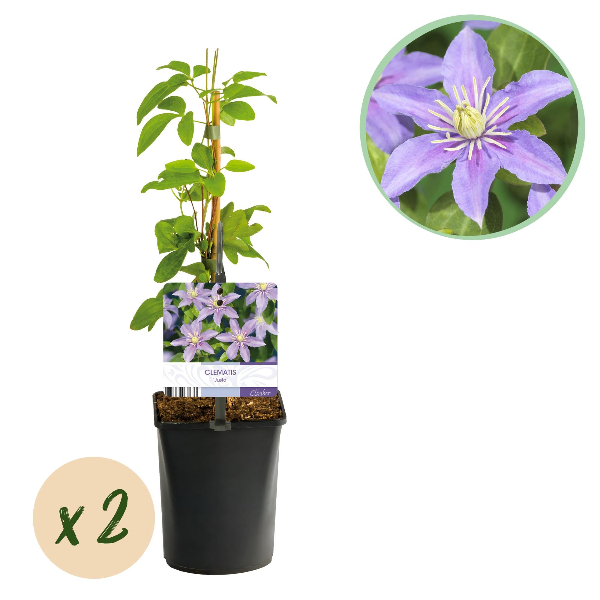 Clematis Justa - Bloem Licht Blauw - Weinig onderhoud -2 planten -  Pot 11cm Hoogte 40cm