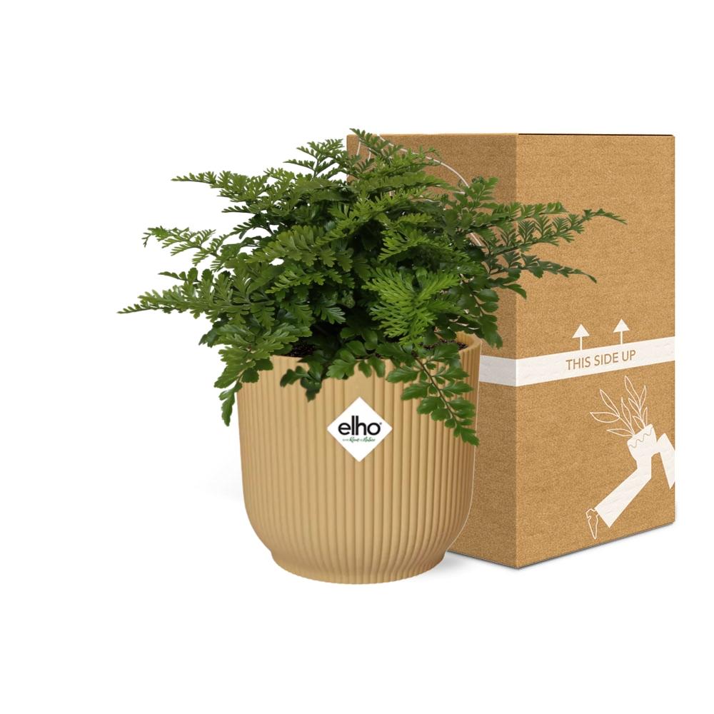 Asplenium Parvati en ELHO Vibes Fold 14cm jaune