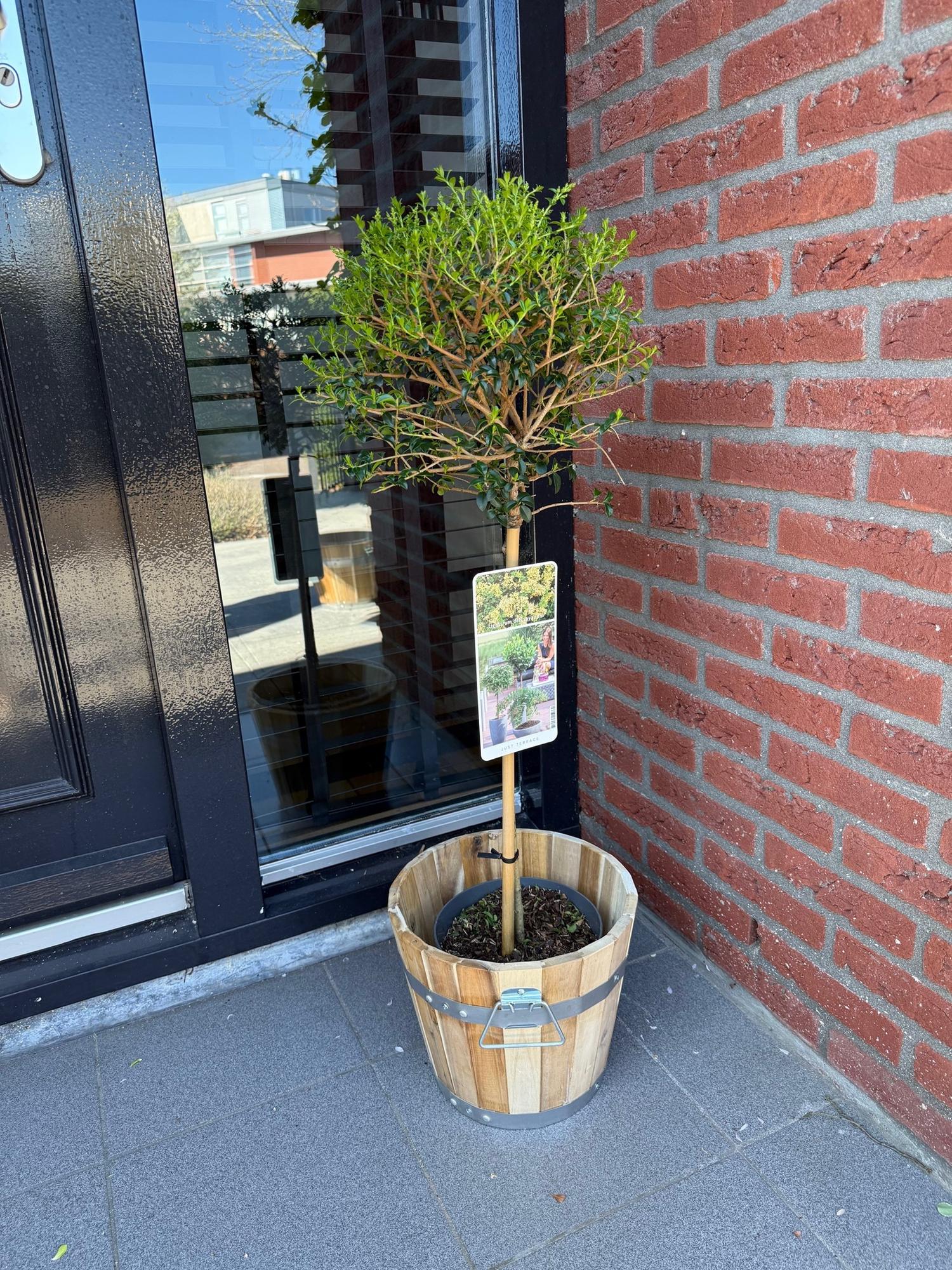 Ligustrum delavayanum - Terras Plant - Bladhoudend - Winterhard - Groen Blad - Pot 19cm Hoogte 90cm