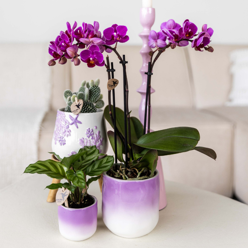 Kolibri Orchids | Paarse Phalaenopsis Orchidee - Mineral Vienna in Gradience Sierpot Lila met Giftbox - Ø9 cm