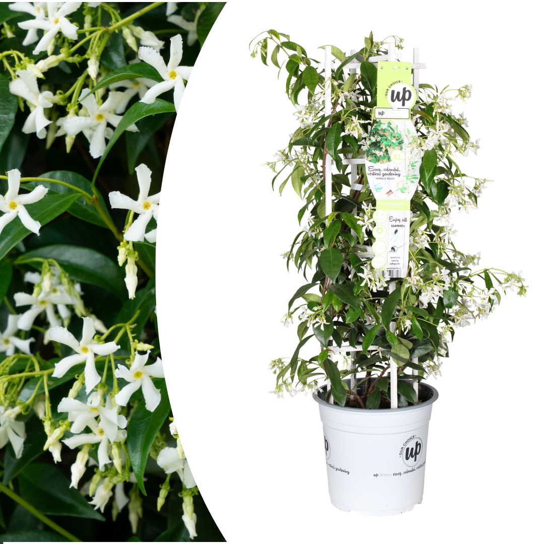 Trachelospermum jasminoides 'Star of Venice'  23cm
