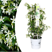 Trachelospermum jasminoides 'Star of Venice'  23cm