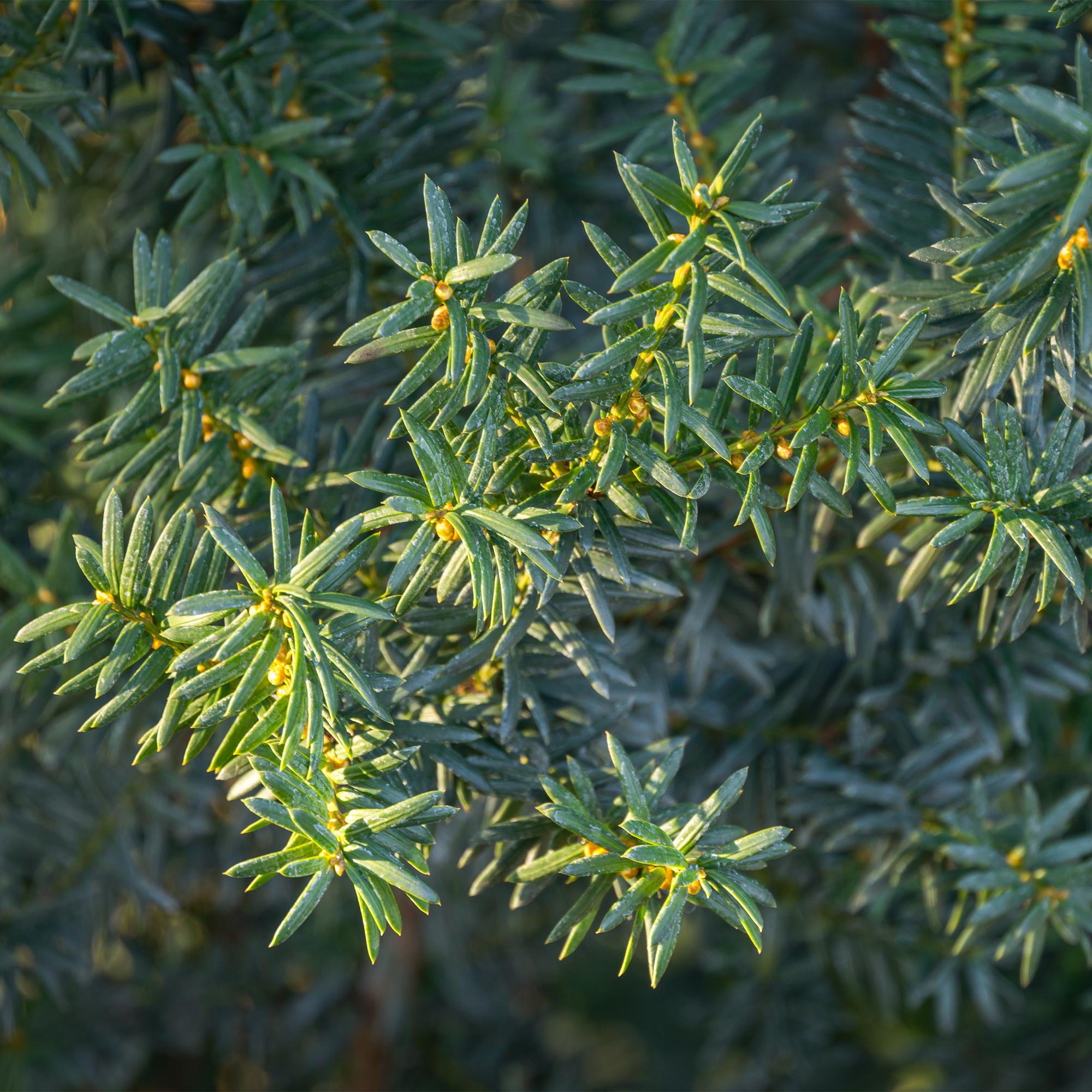 Taxus media Hilii - blad groen - 6 planten - 1 strekkende meter - groenblijvend - pot 17cm hoogte 60cm