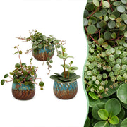 Baby Peperomia Mix 3x - Groen - Rood - Tropisch - incl. Copper Reef - Ø6cm - ↕5-15cm