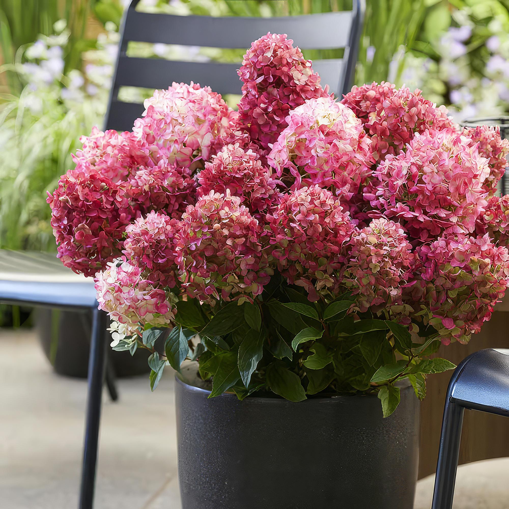 Hydrangea panniculata Living Little Rosy - Pluimhortensia - Winterhard - Roze - 3 Planten - Pot 12cm - Hoogte Hoogte 20-30cm