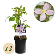 Green boutiQ – Kletterpflanze – Clematis montana Rubens – Blüte: Rosa – Frühblühend – Pflegeleicht – 2 Pflanzen – Topf: 11 cm, Höhe: 40 cm