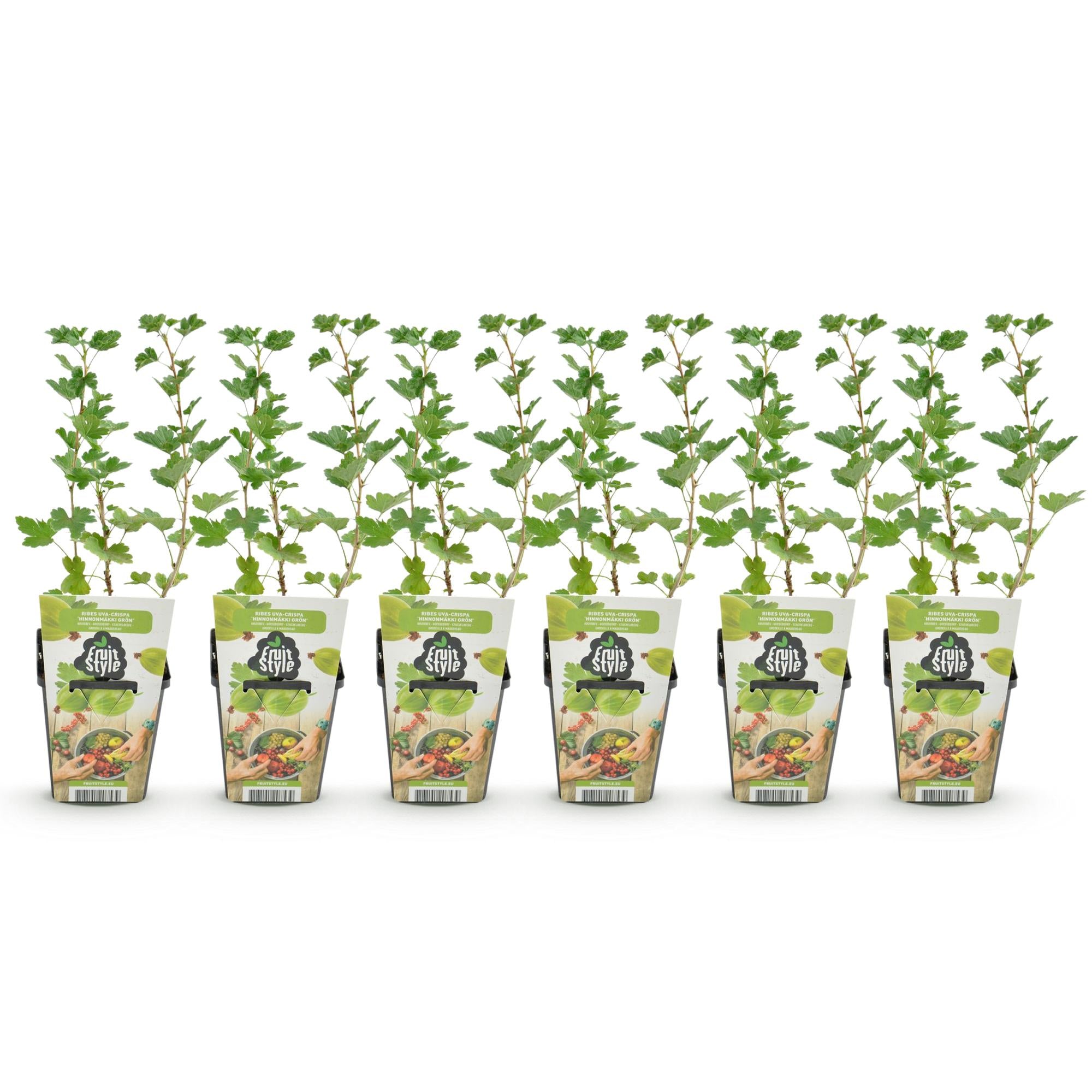 Kruisbes - Ribes uva-crispa Hinnonmaki Grun - Winterhard - 6 Planten - Pot 9 cm - Groene Bes