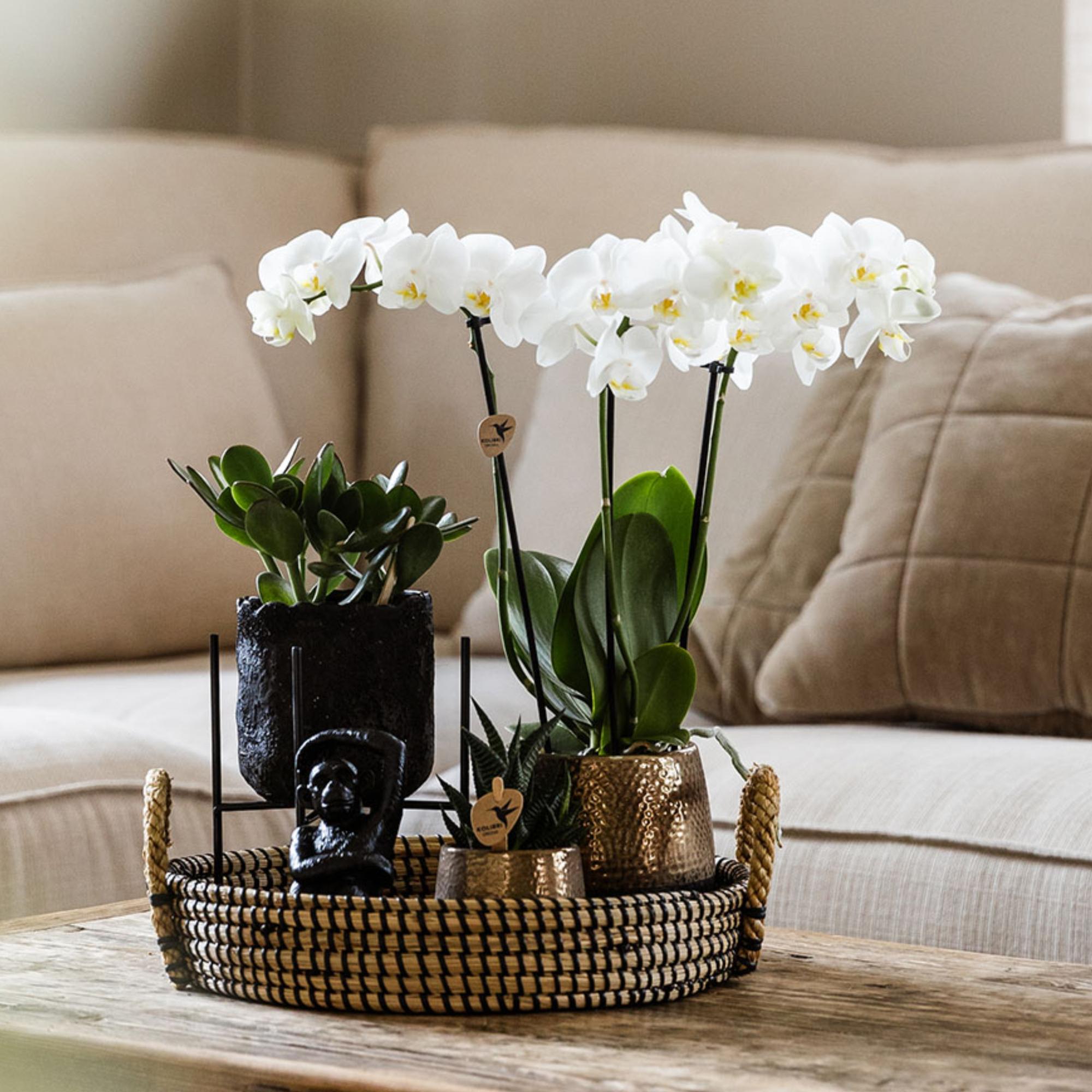 Kolibri-Heim | Ornament – ​​Dekorative Statue: Sitzender Affe – Schwarz