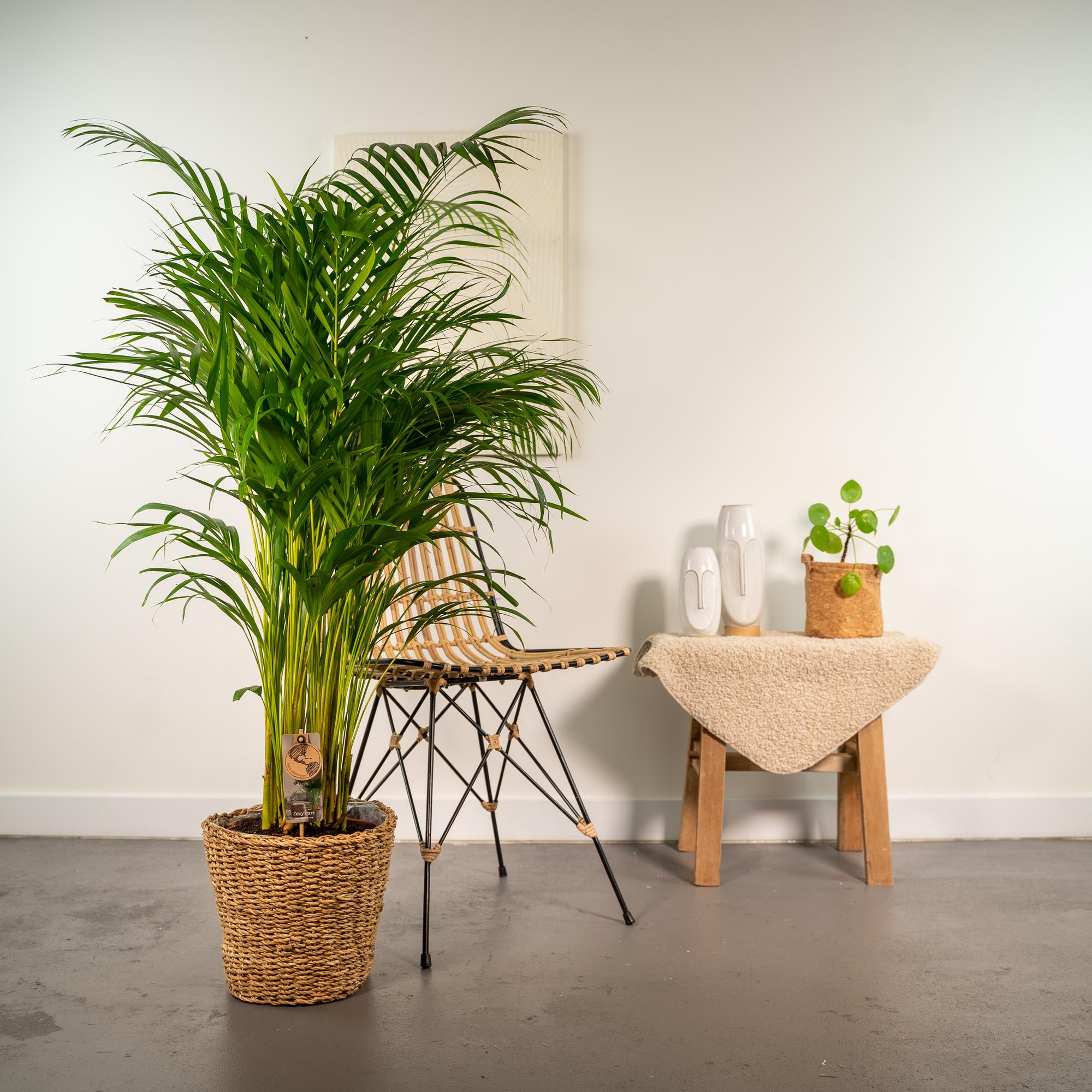 Areca con cestino - ↨130cm - Ø24cm