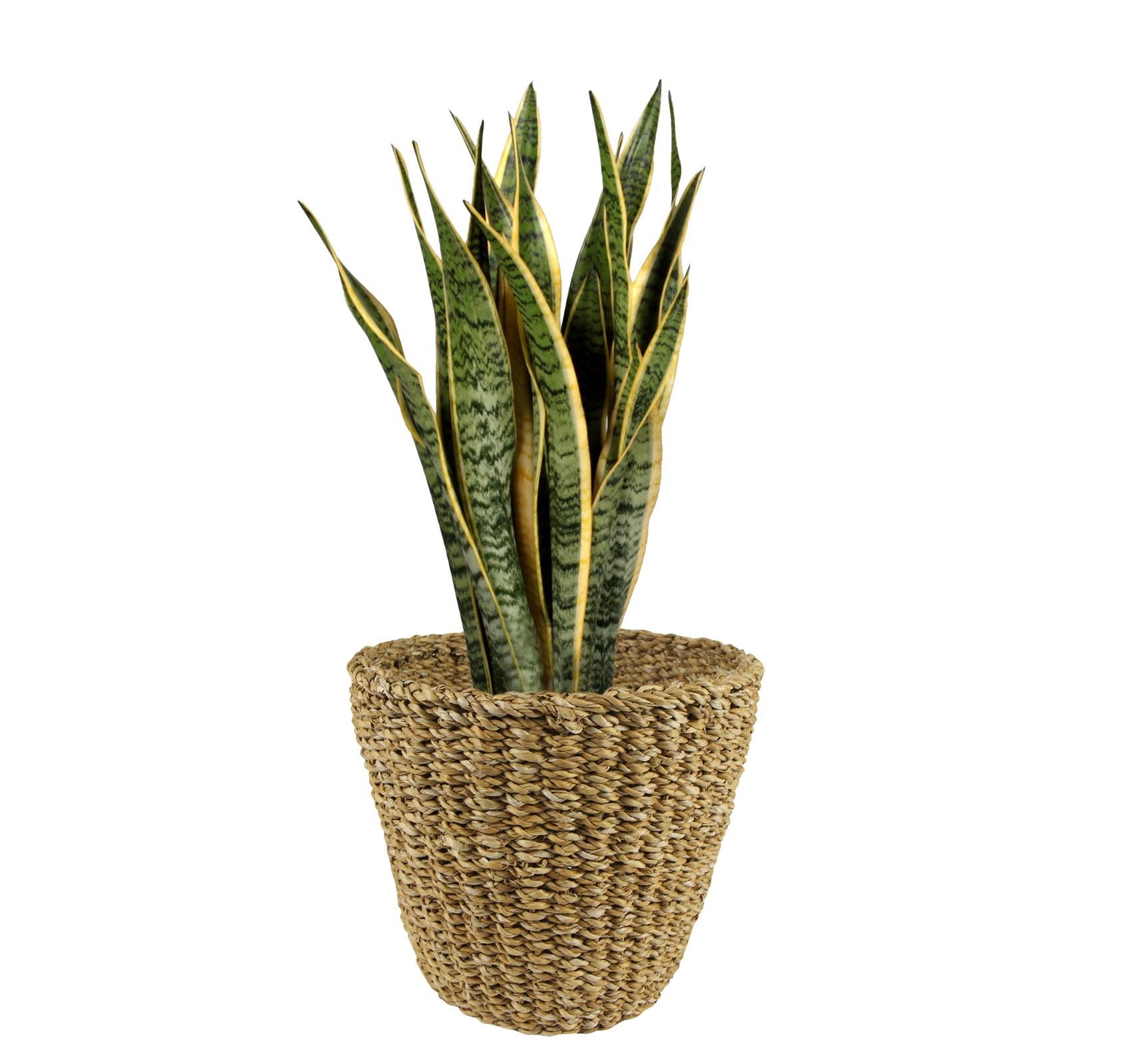 Cesta - Marrón claro - Jip Natural - M - Alto 23 Ancho 26