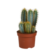 Pilosocereus azureus - - - 12cm