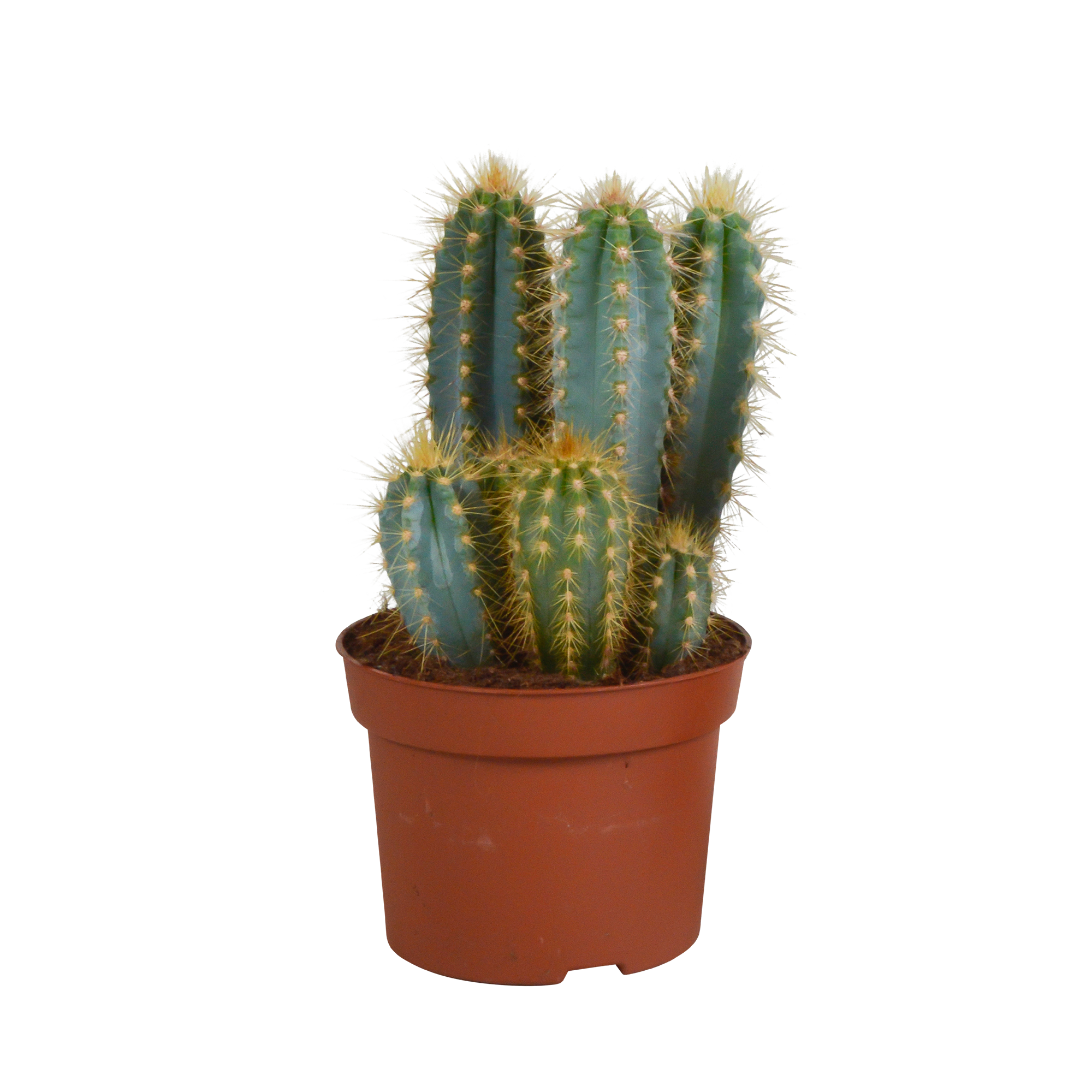 Pilosocereus azureus - - - 12cm