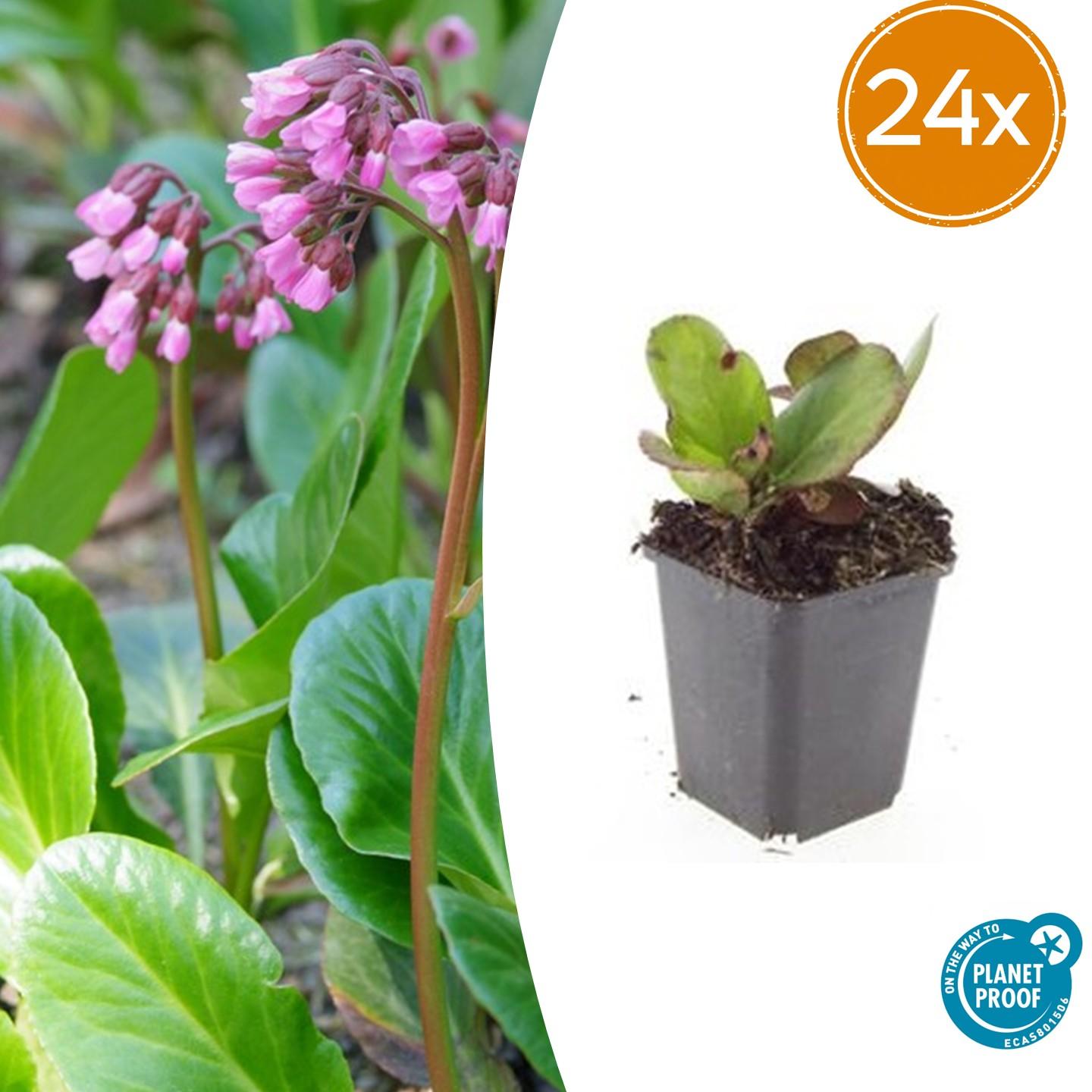 24x Bergenia cordifolia 'Herbstblüte' - ↕10-25cm - Ø9cm