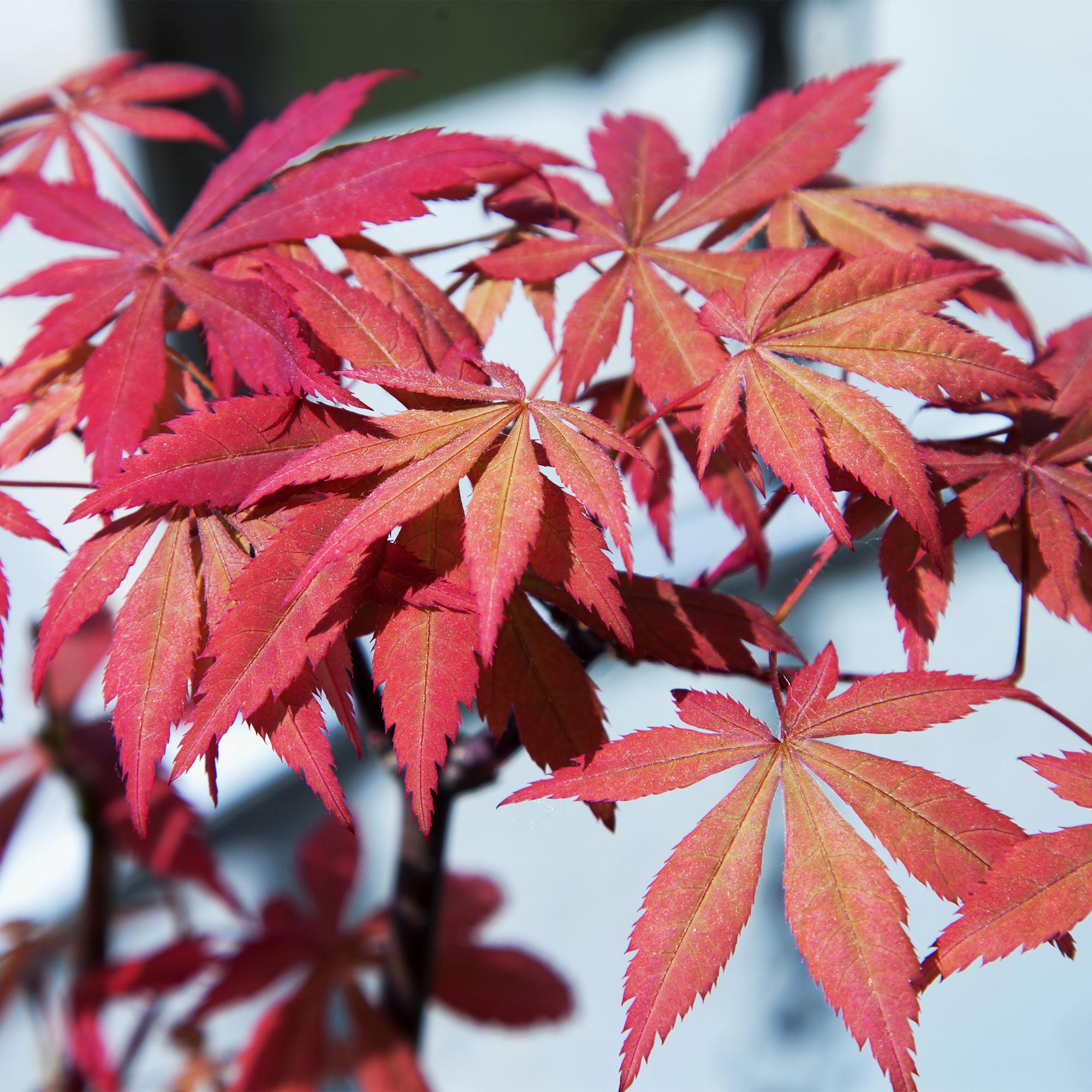 Green boutiQ - Terrassenpflanze - Japanischer Ahorn - Acer palmatum Sumi-nagashi - Rot - 1 Pflanze - Laubabwerfend - Topf 19cm Höhe 70cm