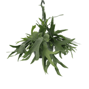 Platycerium hjortehornshængende - Ø21cm - ↕50cm