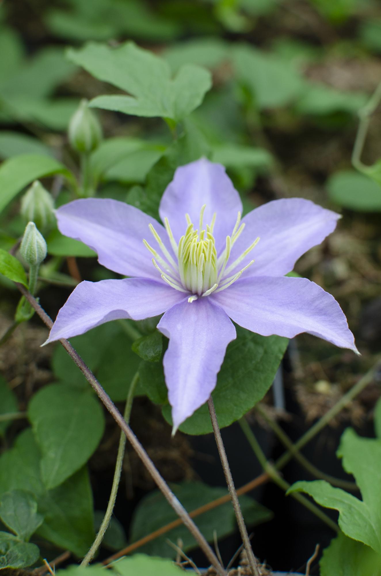 Clematis Justa - Ø15cm - ↕65cm