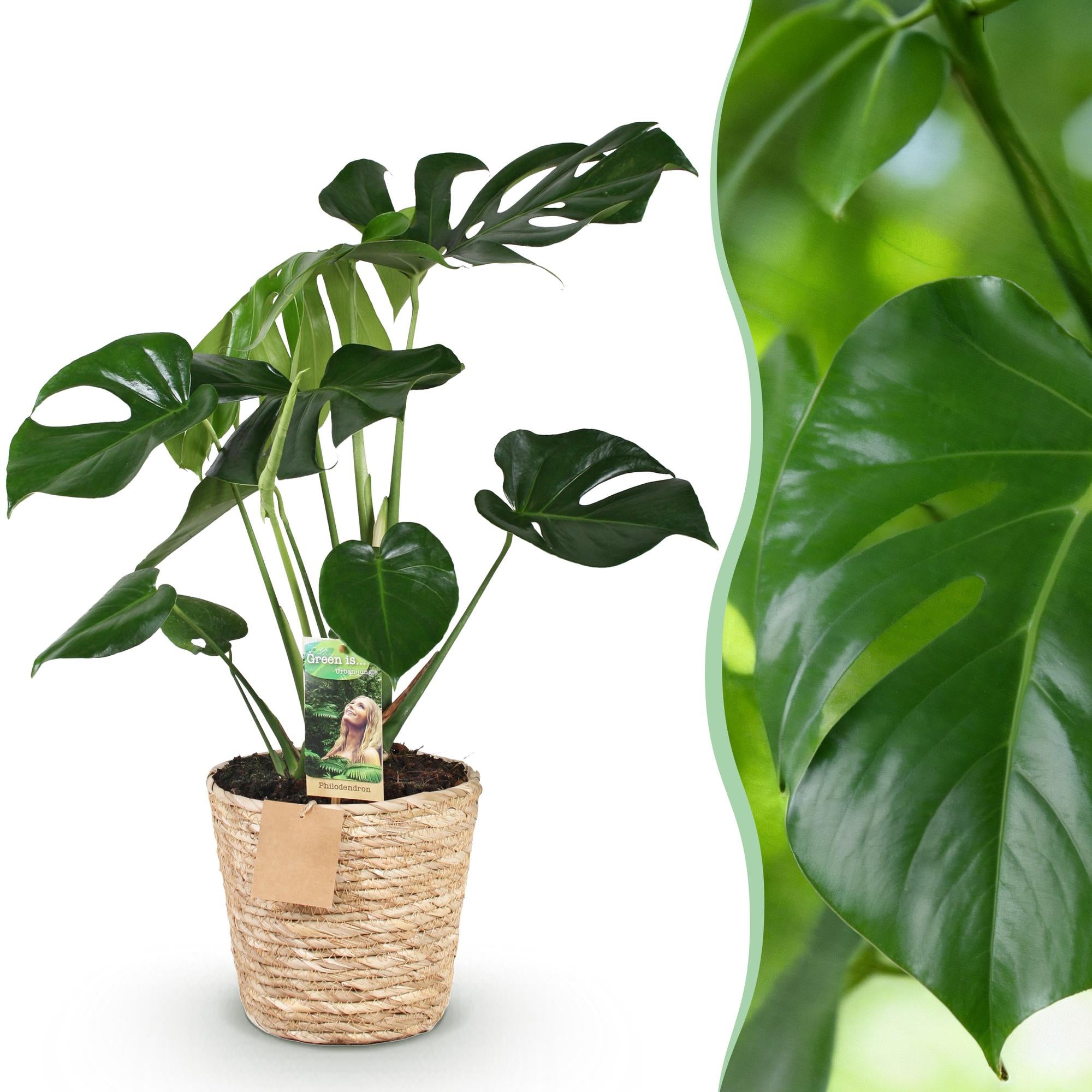 Monstera Deliciosa - Gatenplant - met mand - Pot 21cm - Hoogte 70-80cm