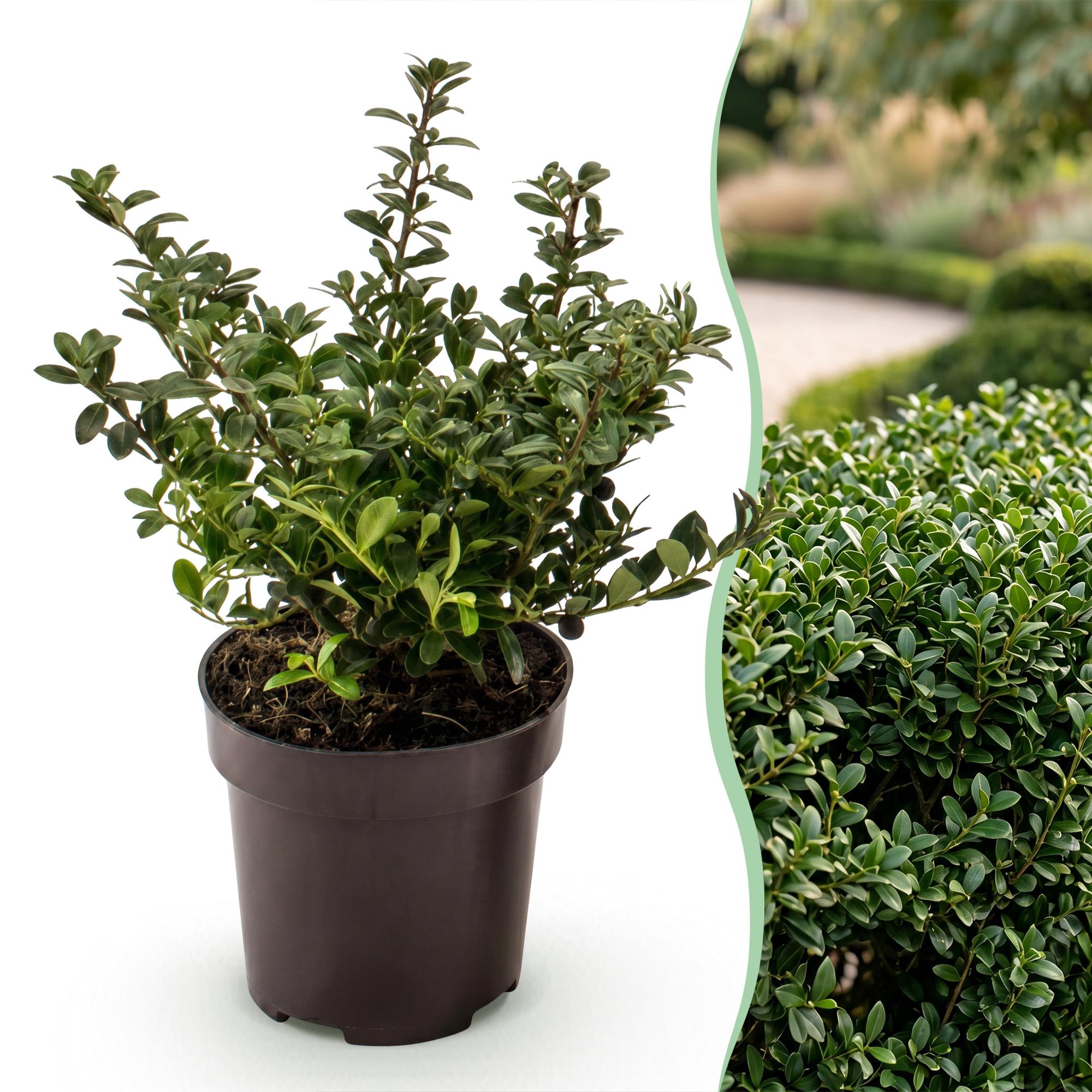 Ilex crenata Stokes - Japanse Hulst 40x - Haagplanten - Groenblijvend - Groen - Pot 9cm - Hoogte 20-30cm