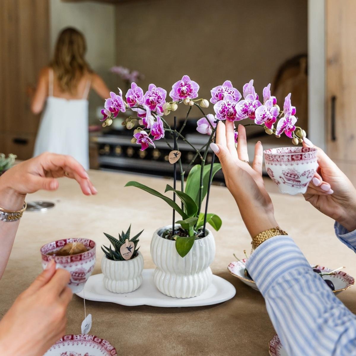 Kolibri Orchids | Combi Deal - 2 Roze-Paarse Phalaenopsis Orchideeën Diamond El Salvador - Ø9 cm