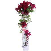 Clematis Nubia - Clematis Evison Rood - Ø15cm - ↕65cm - Ø15 - ↨65cm