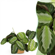 Maranta Fascinator Silverband - Böneväxt - Djurvänlig växt - Grön - 1 växt - med korg - Kruka 12 cm - Höjd 25 cm